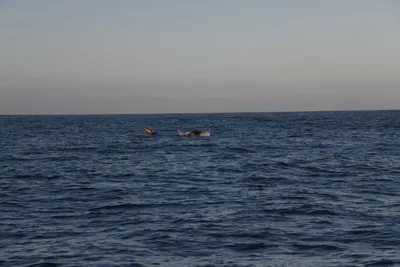 DSC_6593 (Large).JPG